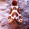 Great Tiger Moth
