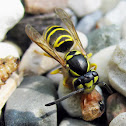 Eastern Yellowjacket - With prey