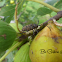 Figtree Borer