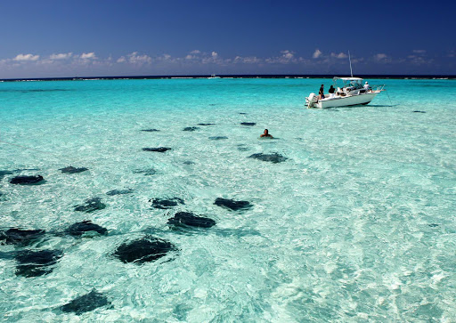 Cayman-Islands-Stingray-City - Stingrays come out in full force at Stingray City near Grand Cayman Island.