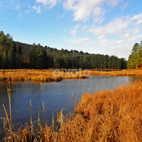 The Frozen Swamp by Christine Hanaford - Landscapes Waterscapes