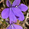 Glade Lobelia