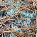 Unidentified moss wintergreen colored