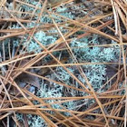 Unidentified moss wintergreen colored