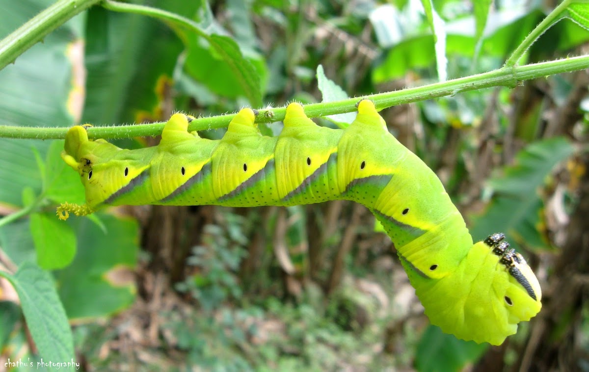 death's head hawk moth caterpillar