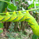 death's head hawk moth caterpillar