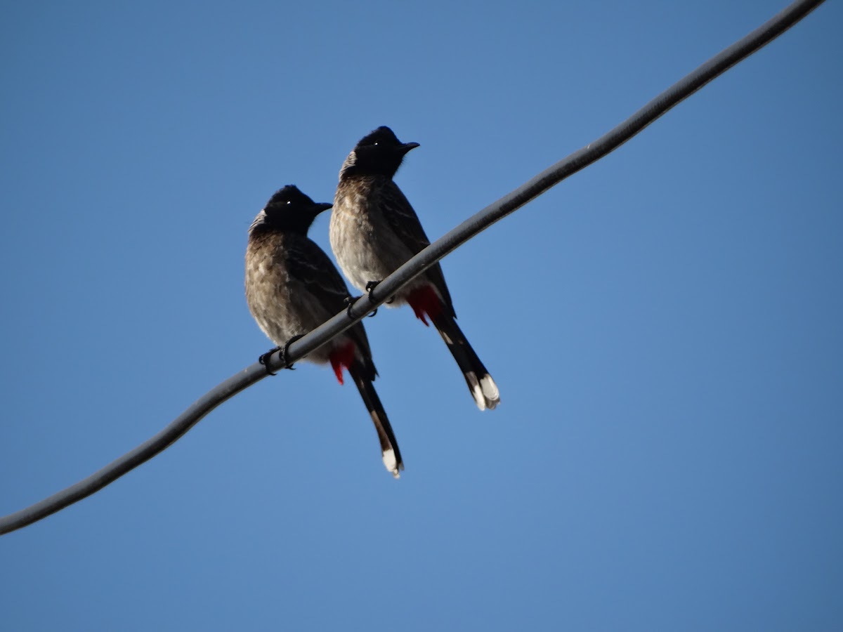 red vented bulbul