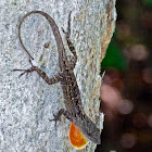Brown anole (male)
