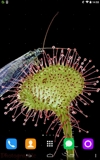 Sundew Live Wallpaper