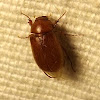 Small Brown Chafer Beetle