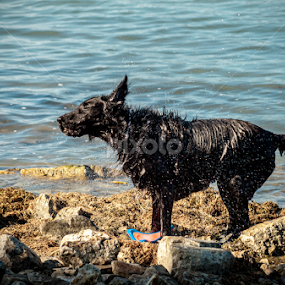 oh yeah .... what a nice bath! by Elena Biciocchi - Animals - Dogs Playing