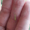 Green Lacewing