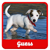 Guess the puppy