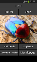 Guess the insect poster 3