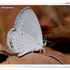 Indian Cupid Butterfly