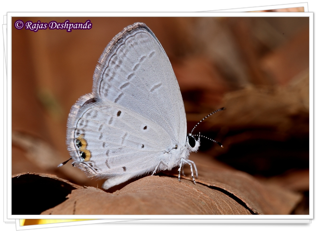 Indian Cupid Butterfly