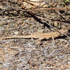Common Side blotched lizard