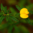 Pencil flower