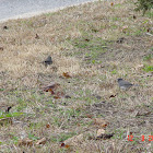 Dark-Eyed Junco