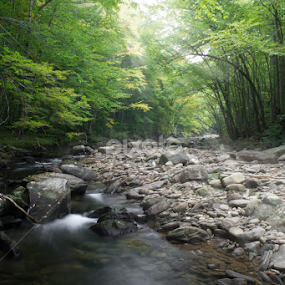 Rock Run by Isaac Golding - Landscapes Forests