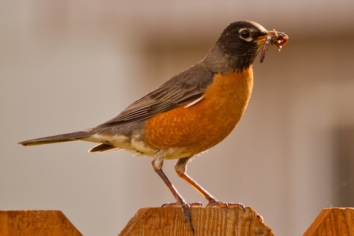 American Robin