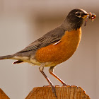 American Robin