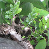 Oak Leaf Fern / Pakpak Lawin