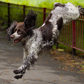 by James Blyth Currie - Animals - Dogs Playing
