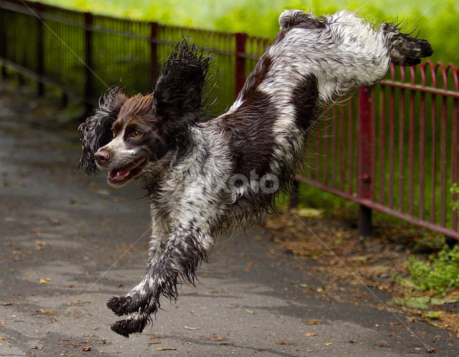 by James Blyth Currie - Animals - Dogs Playing
