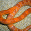 corn snake