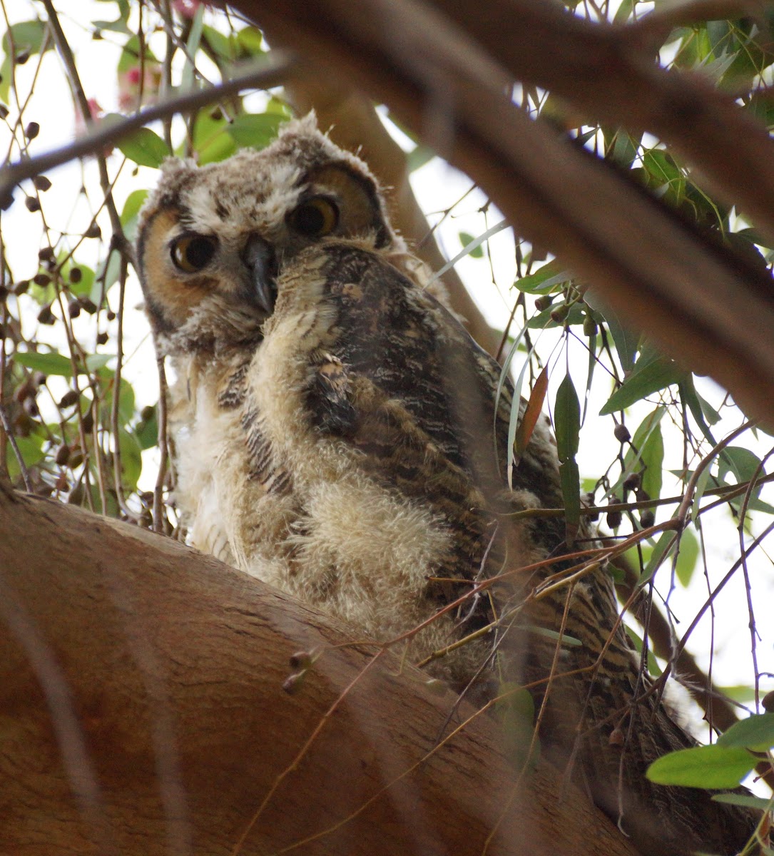 Great Horned Owl (fledglings)