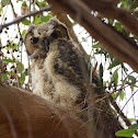 Great Horned Owl (fledglings)