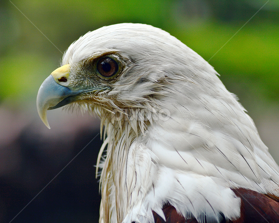 Elang Jawa by Sigit Purnomo - Animals Birds