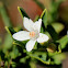 Queensland Wax Flower