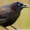 Common grackle