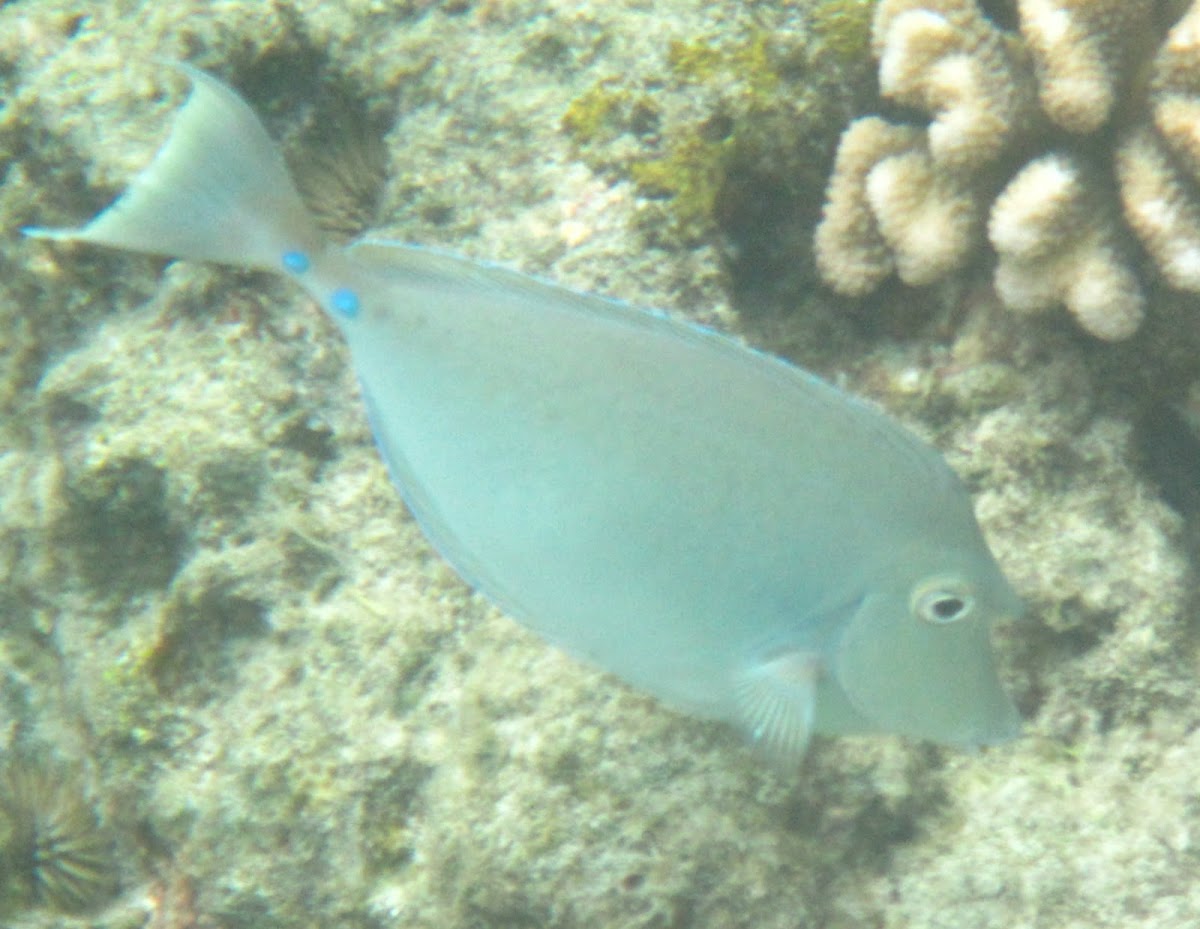 Bluespine Unicornfish