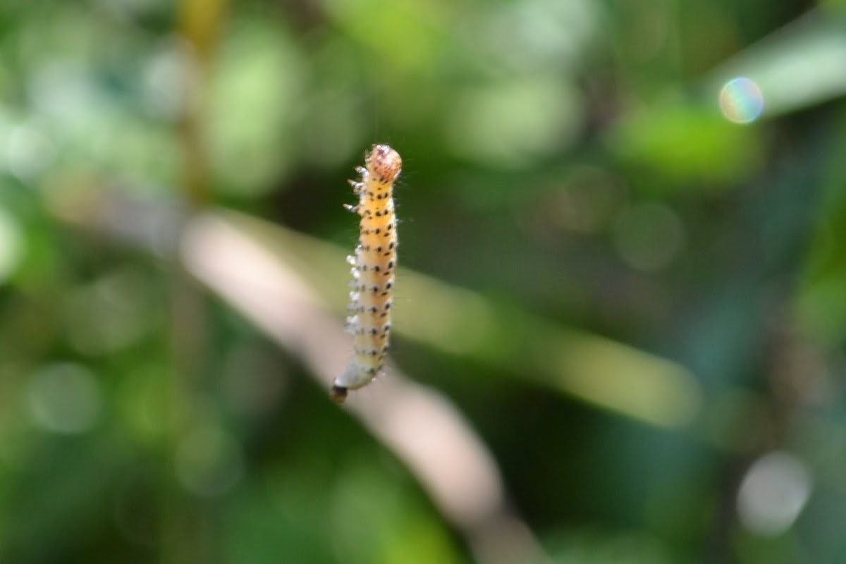 baby caterpillar