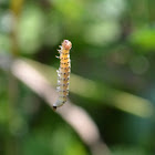 baby caterpillar