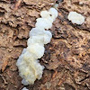 Tremella globispora