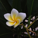 Frangipani