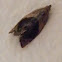 Dog-faced Bell Moth