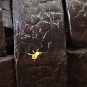tiny crawling insect