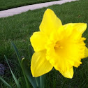 Daffodil 