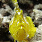 Leafy Scorpionfish