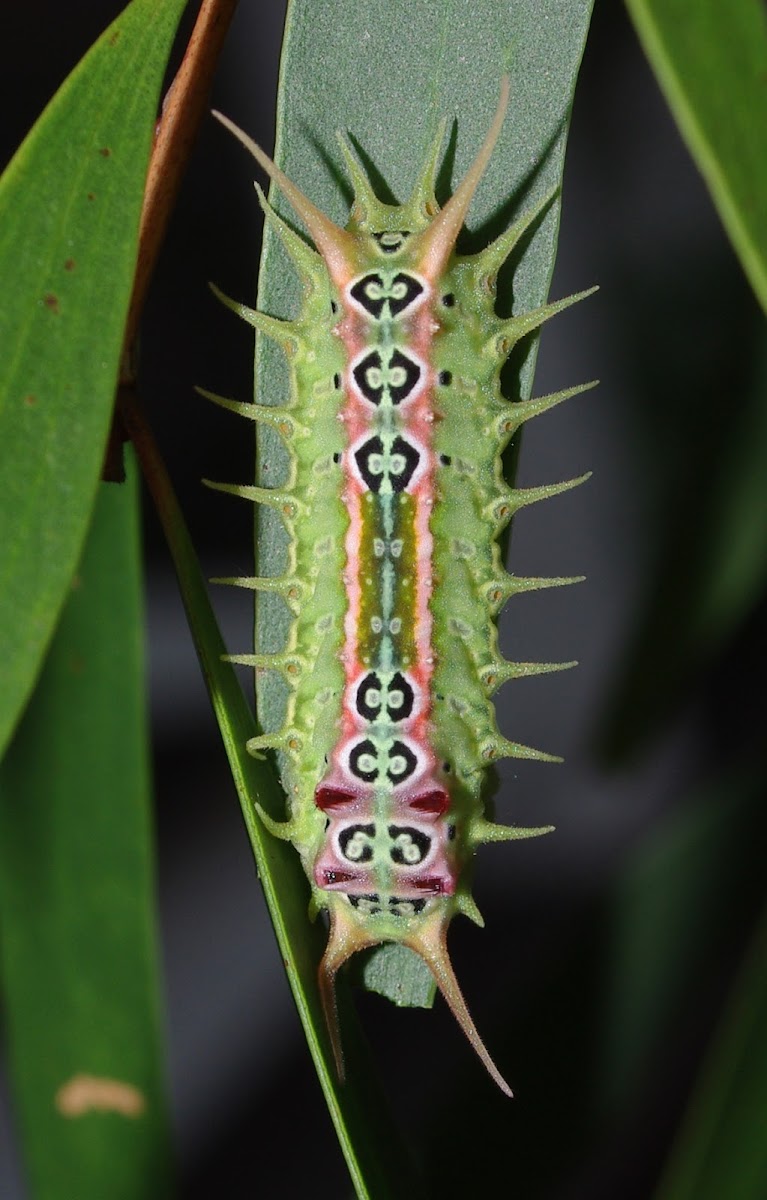 Four-spotted Cup Moth caterpillar