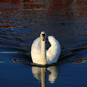 Mute Swan