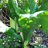 Western skunk cabbage