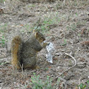 Fox Squirrel