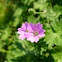 Dovesfoot Cranesbill