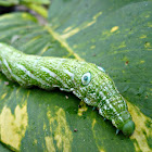 HawkMoth Caterpillar
